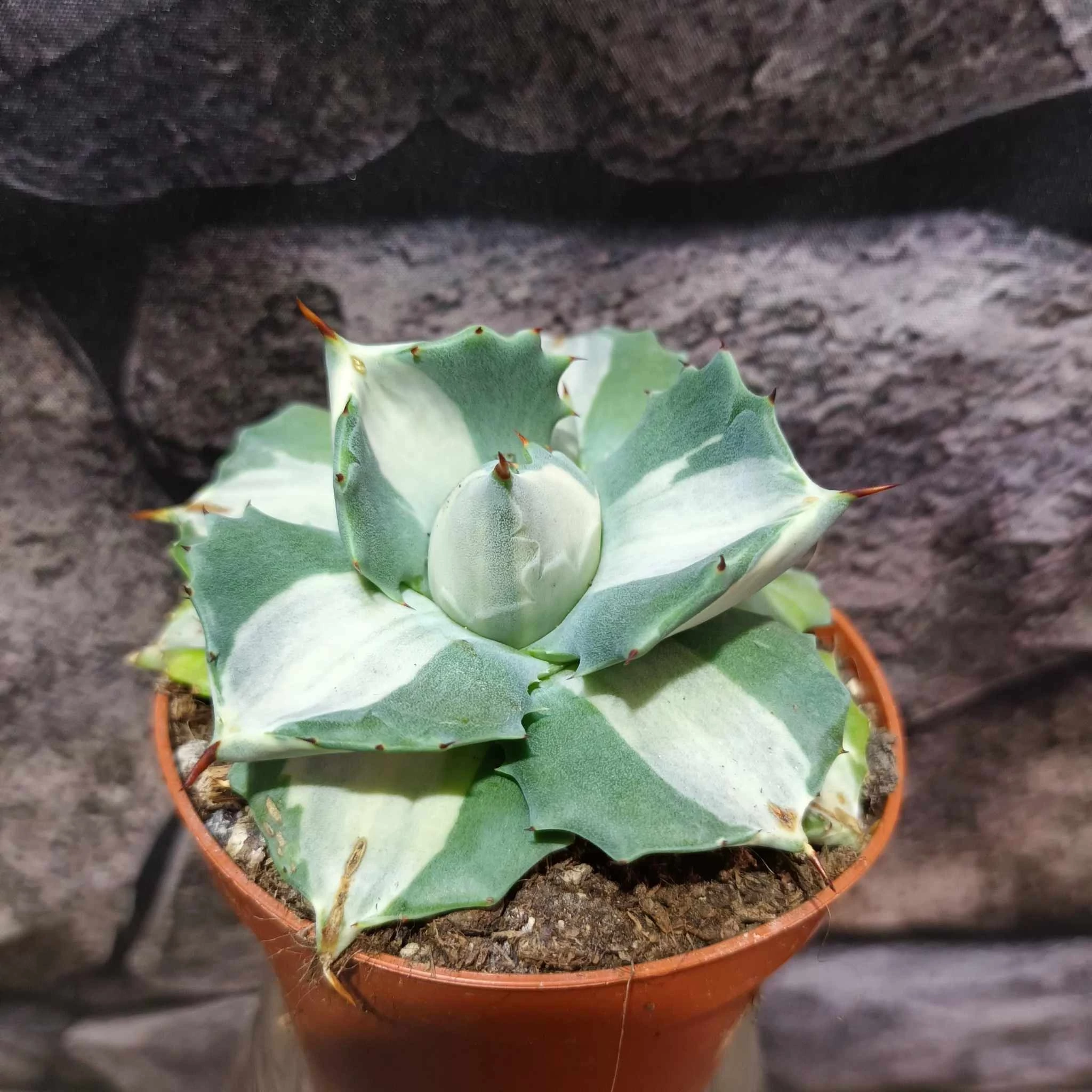 Agave potatorum cv. Ouhi-Raijin variegata