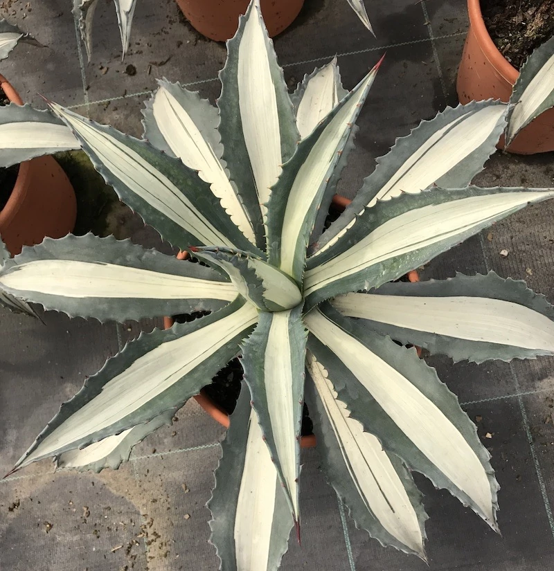 Agave 'Mediopicta Alba' értékcsökkent, esztétikai hibás