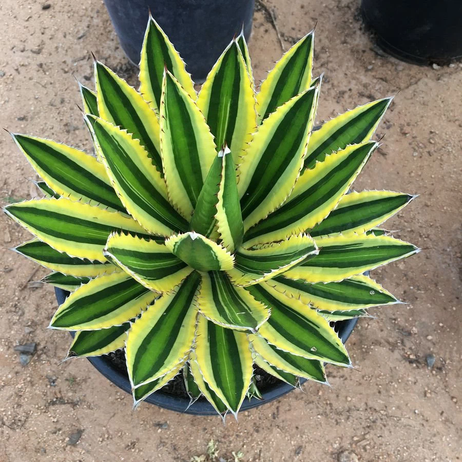 Agave lophantha 'Quadricolor'