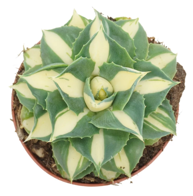 Agave potatorum 'Gold'