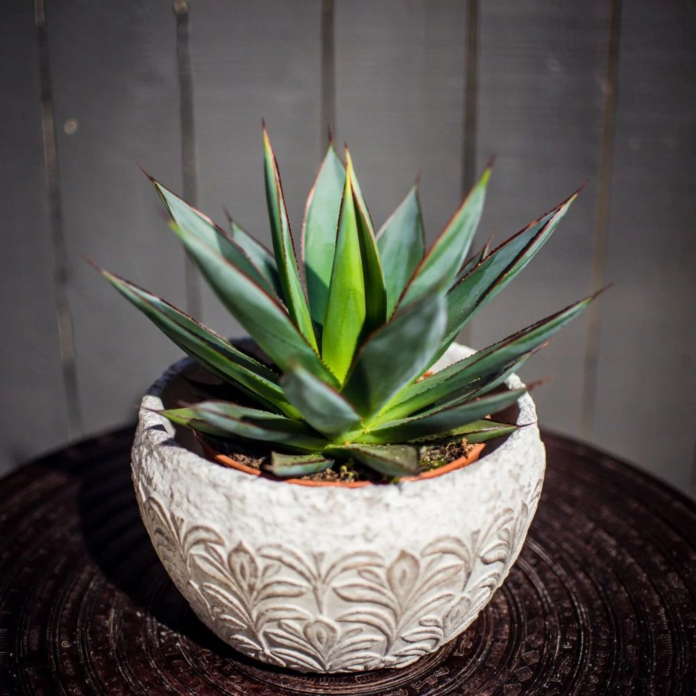 Agave 'Shaka Zulu'