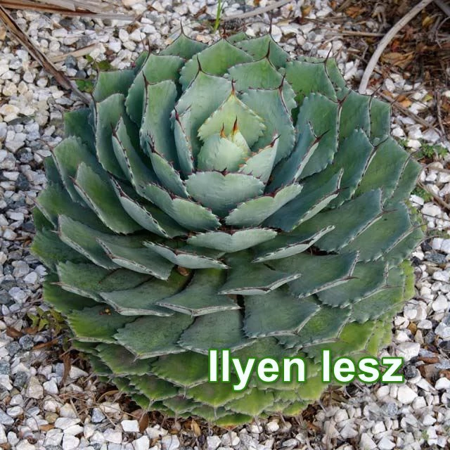 Agave potatorum -saját szaporítás