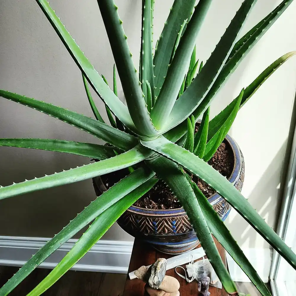 Aloe vera
