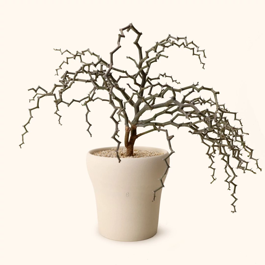 Decarya madagascariensis