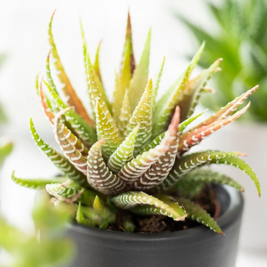 Haworthia fasciata variegata