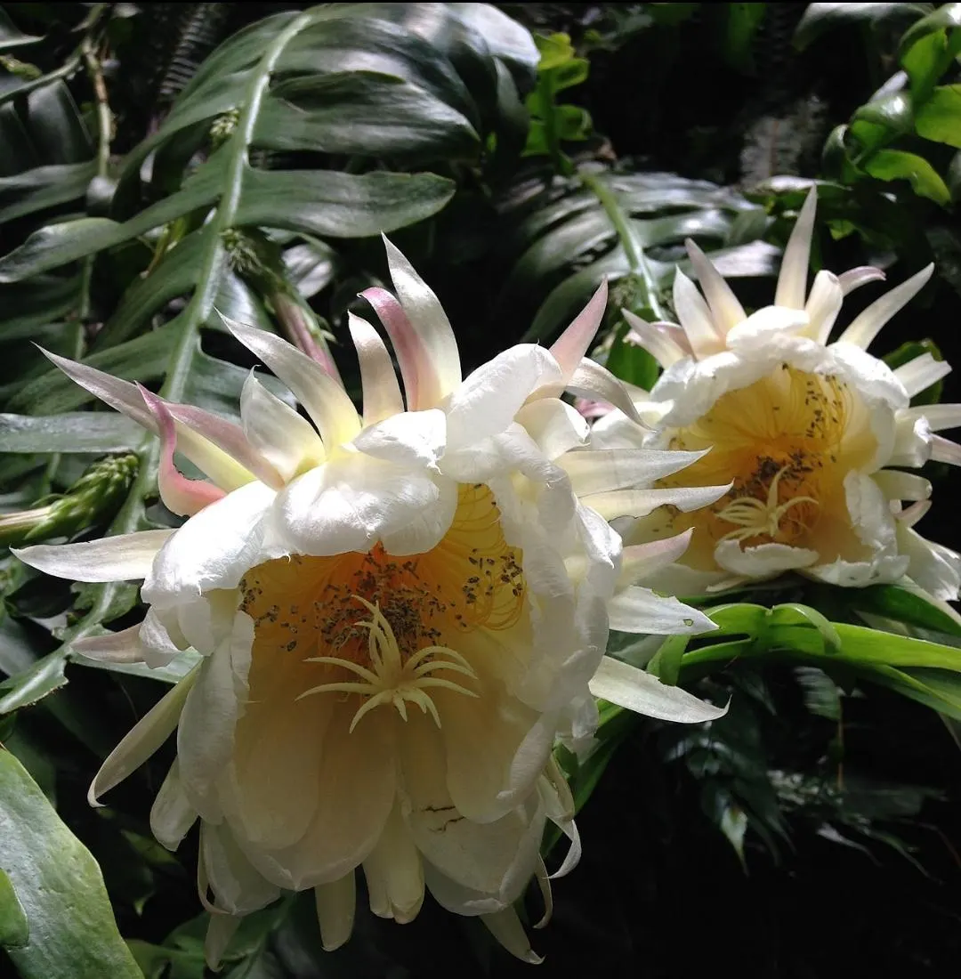 Epiphyllum chrysocardium 'Fishbone'