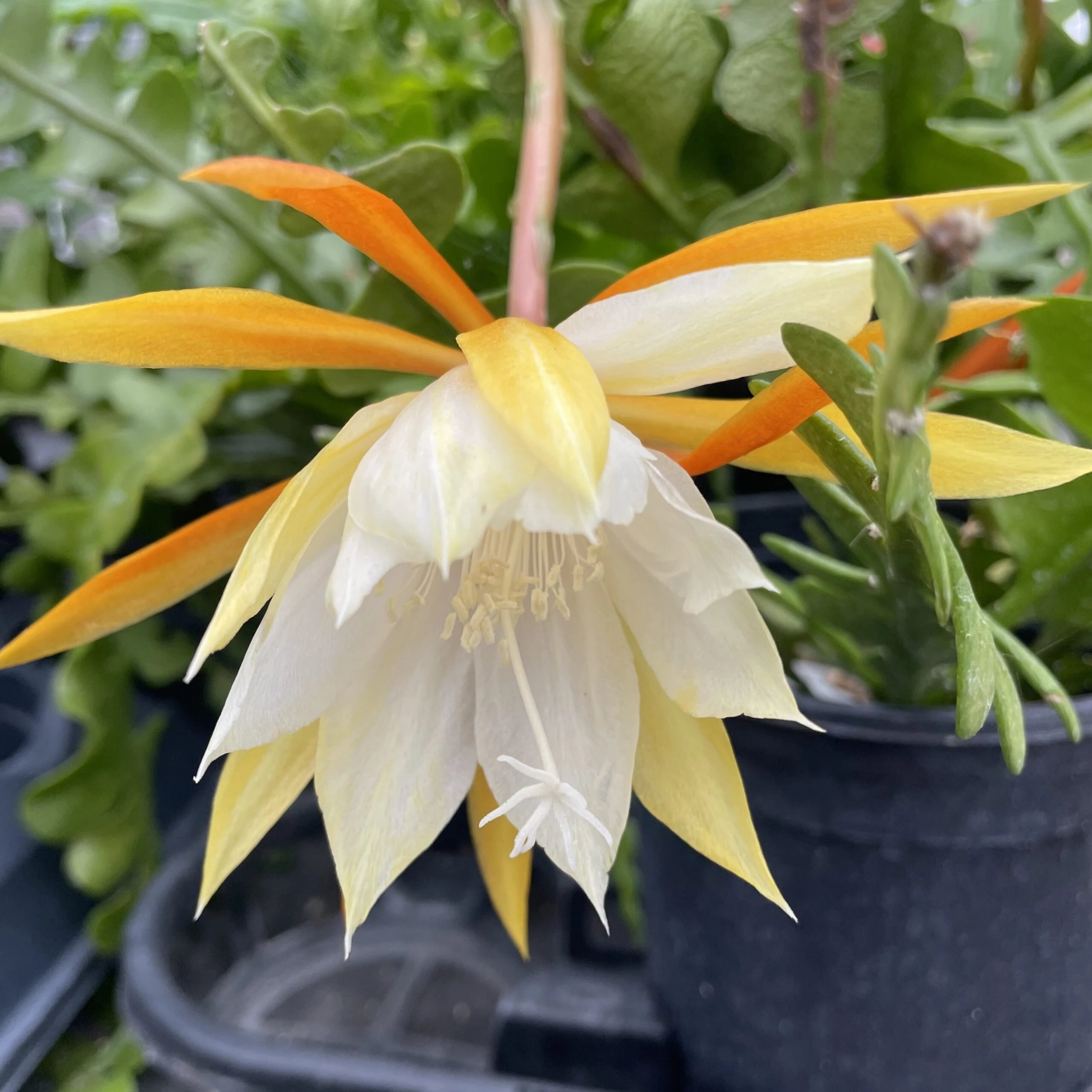 Epiphyllum anguliger