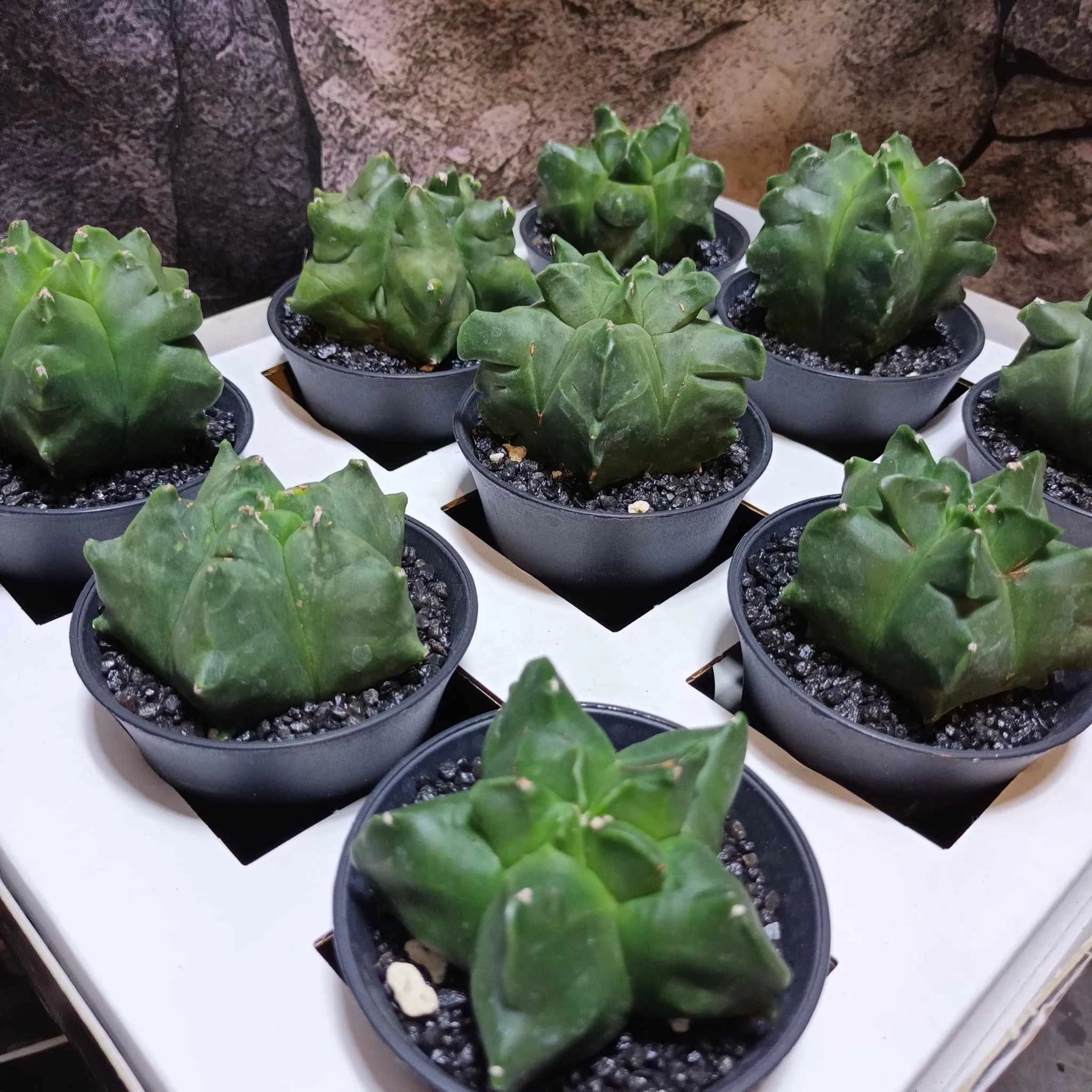 Astrophytum Myriostigma 