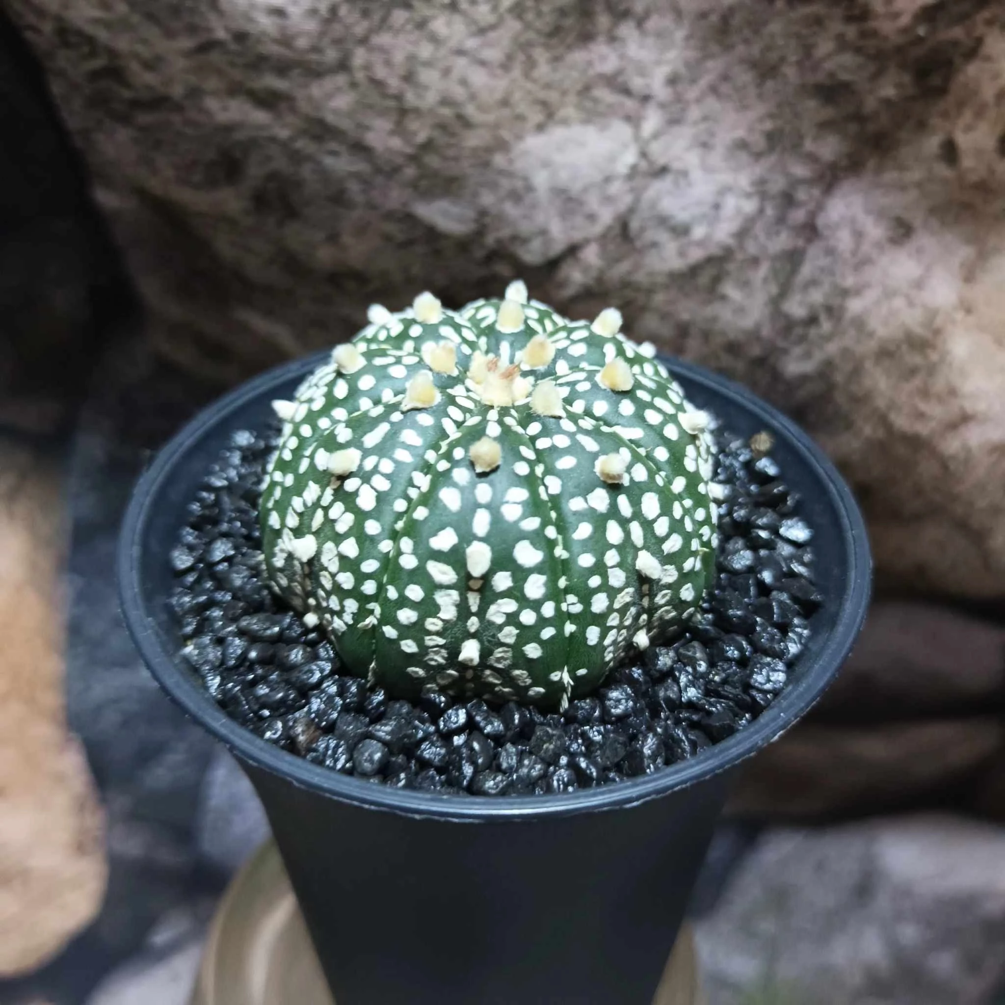 Astrophytum Asterias 