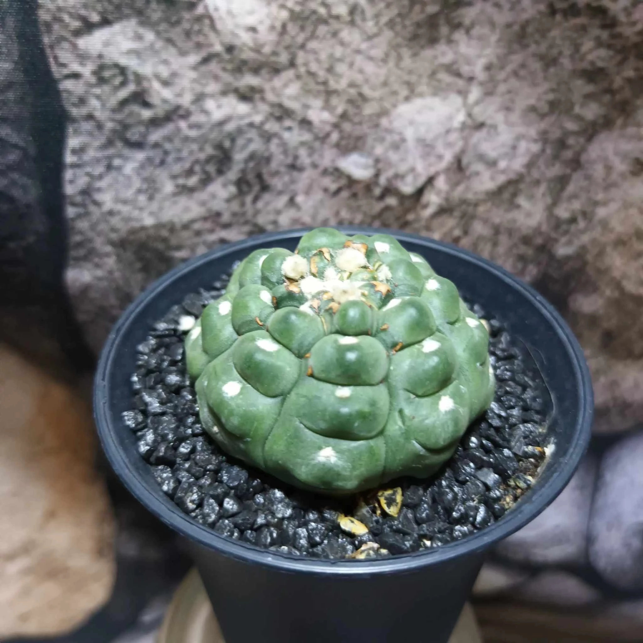 Astrophytum Asterias 