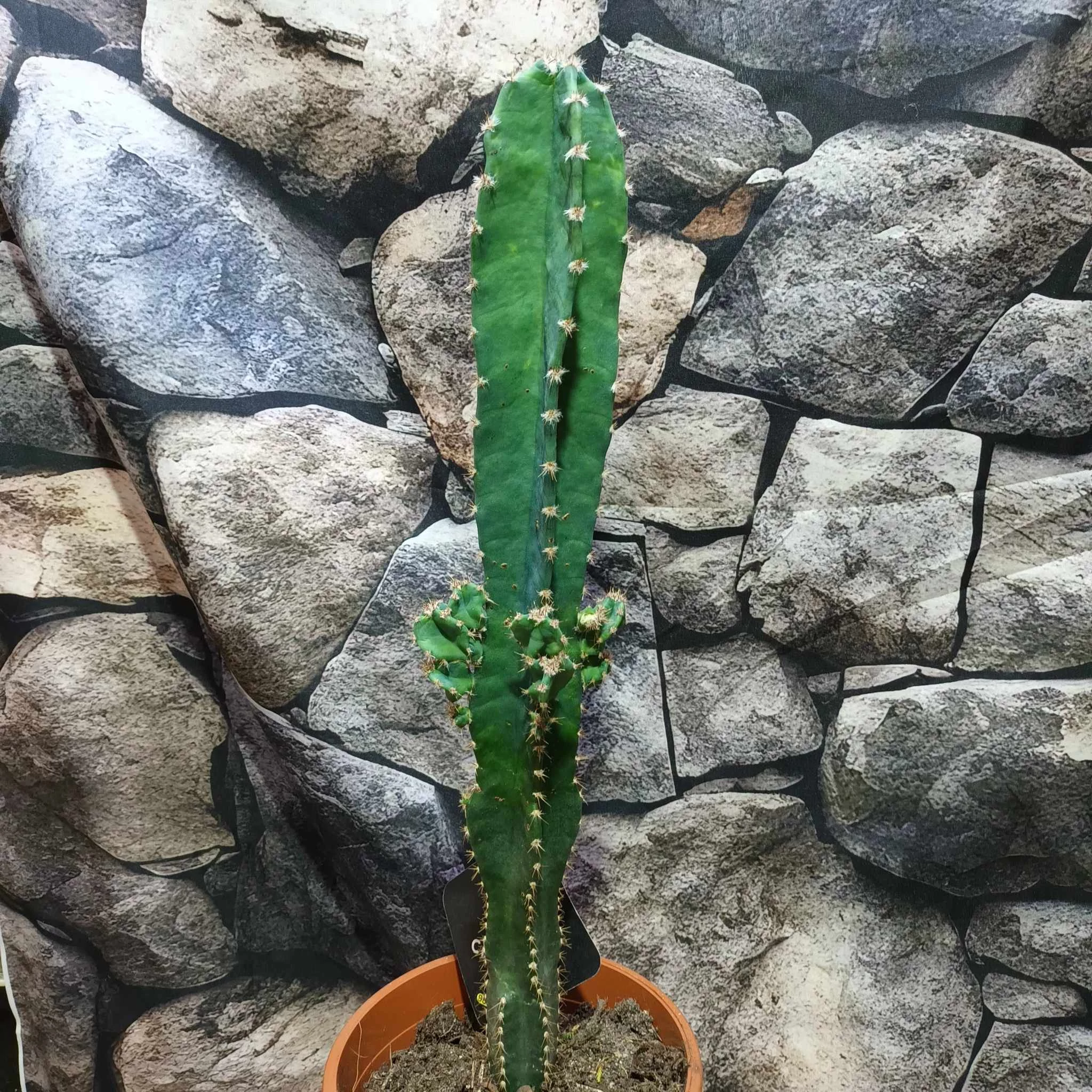 Cereus peruvianus - Perui oszlopkaktusz