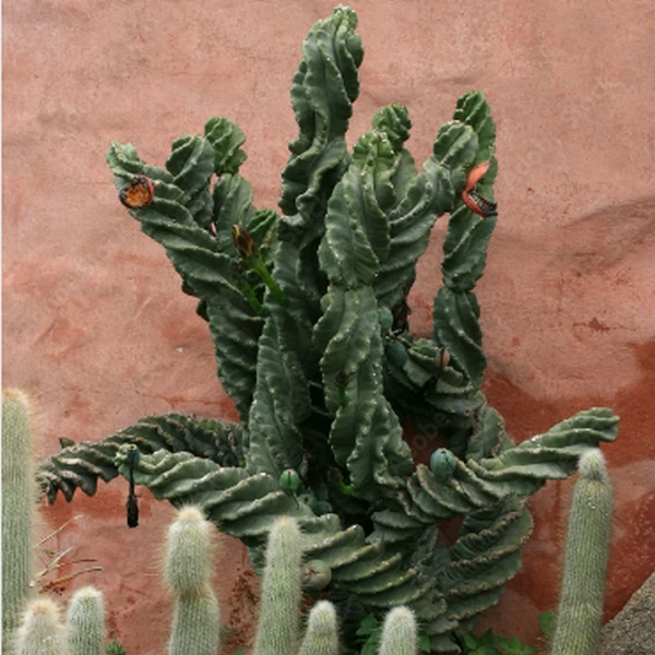 Cereus jamacaru 'Spiralis'