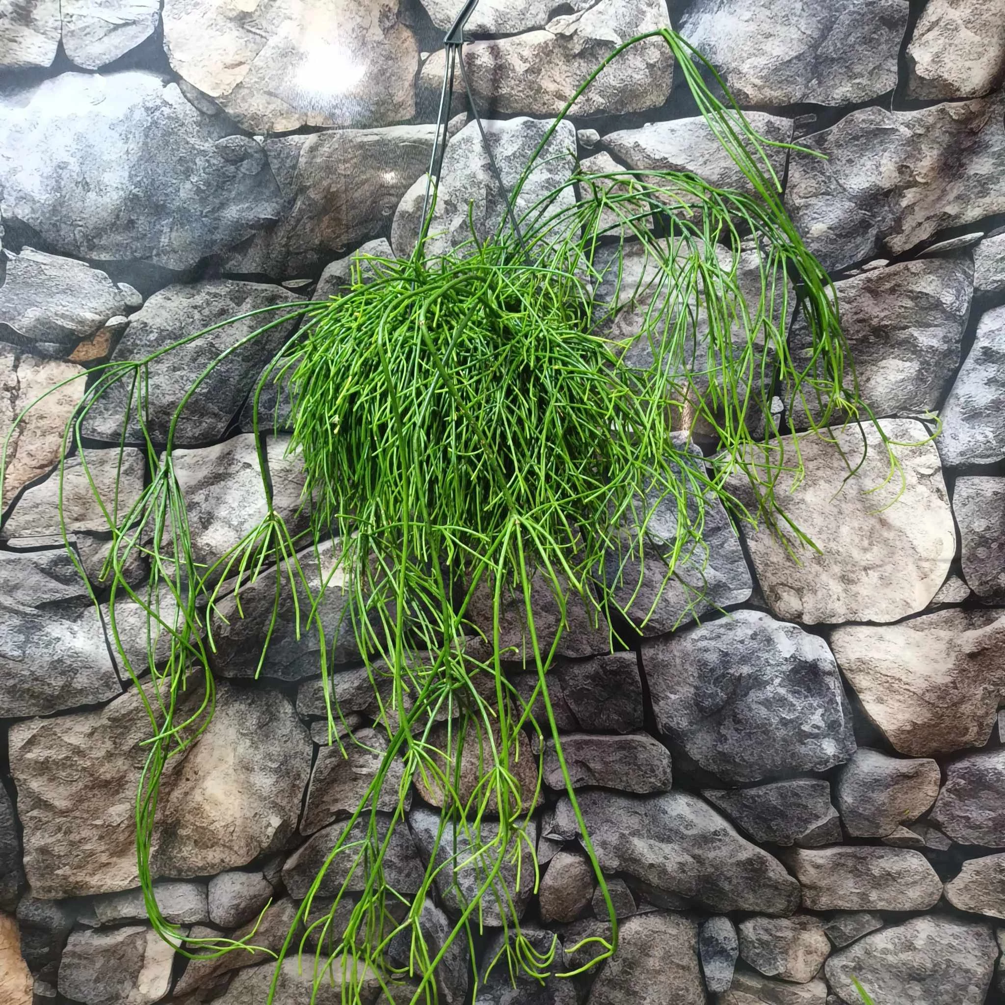 Rhipsalis baccifera 'Oasis'
