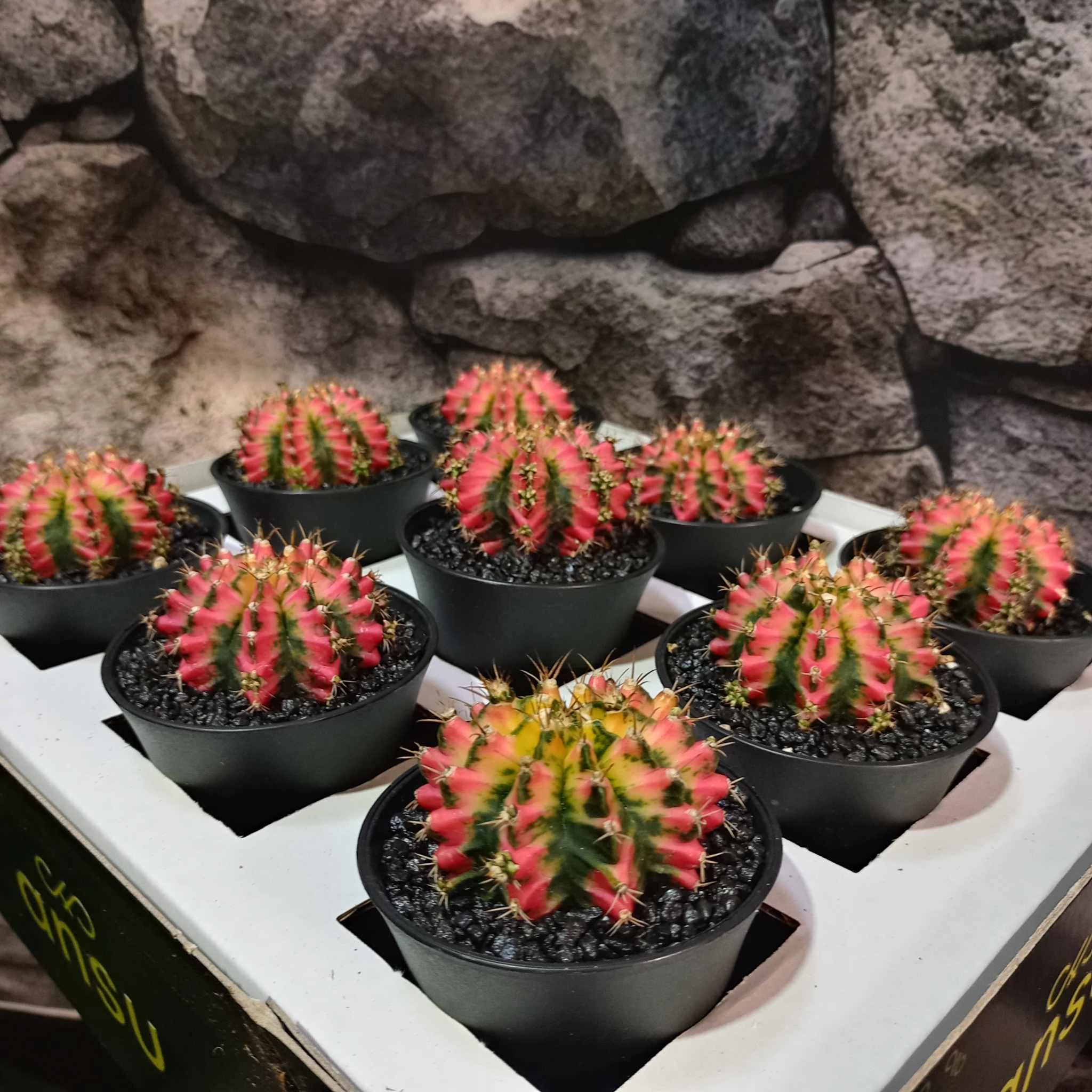 Gymnocalycium 'Multicolor'