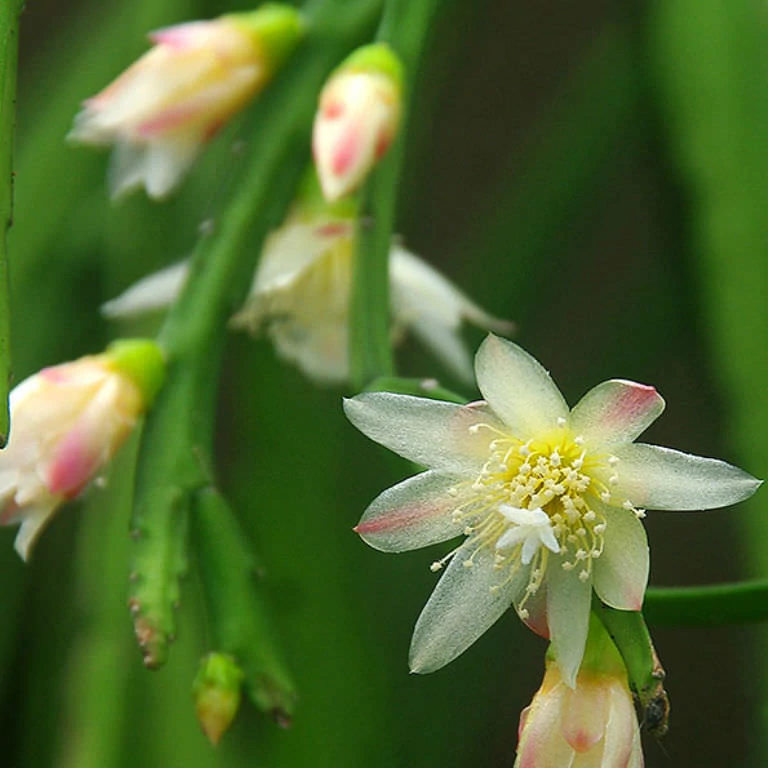 Lepismium bolivianum - akasztós cserépben
