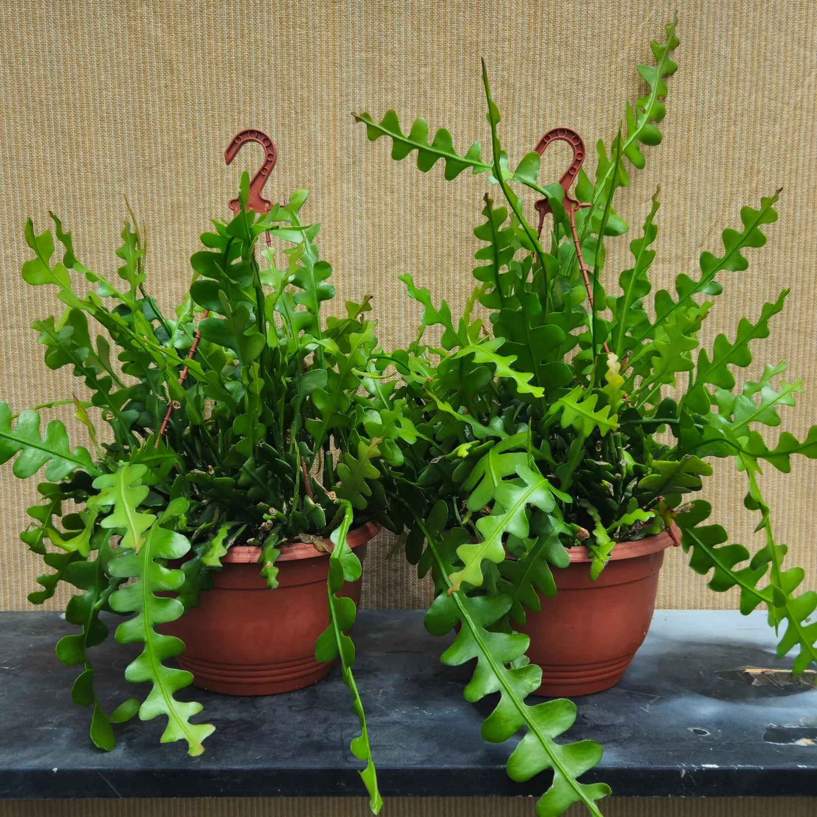 Epiphyllum anguliger - saját szaporítású