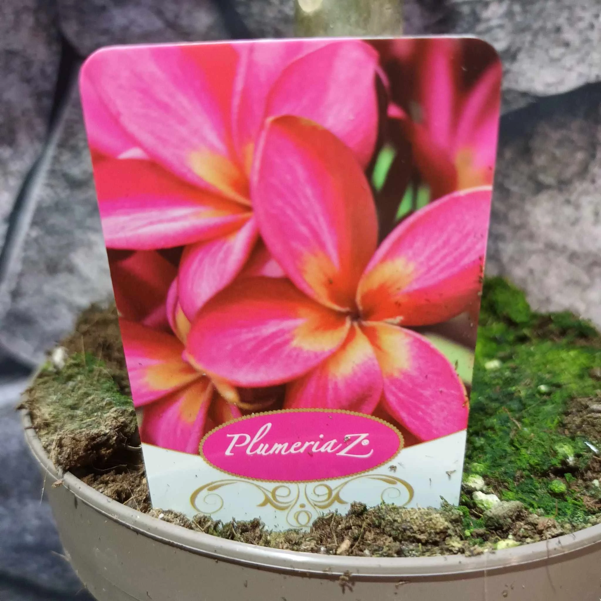 Plumeria bimbó nélkül sötét rózsaszín