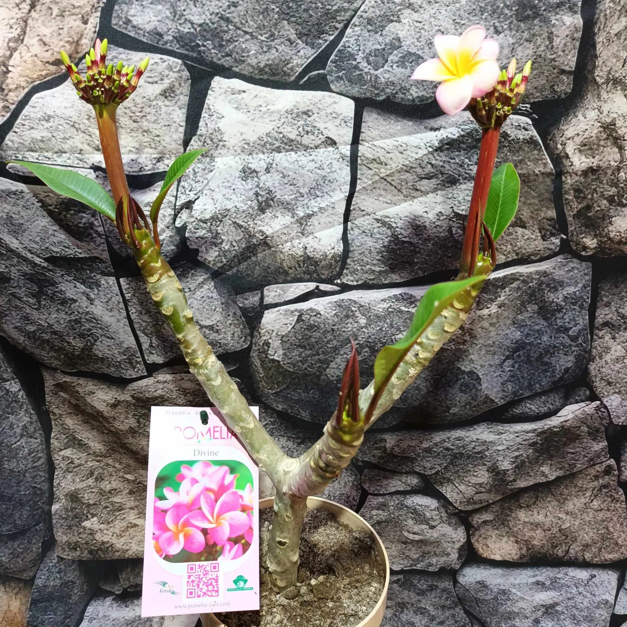 Plumeria rubra Divine