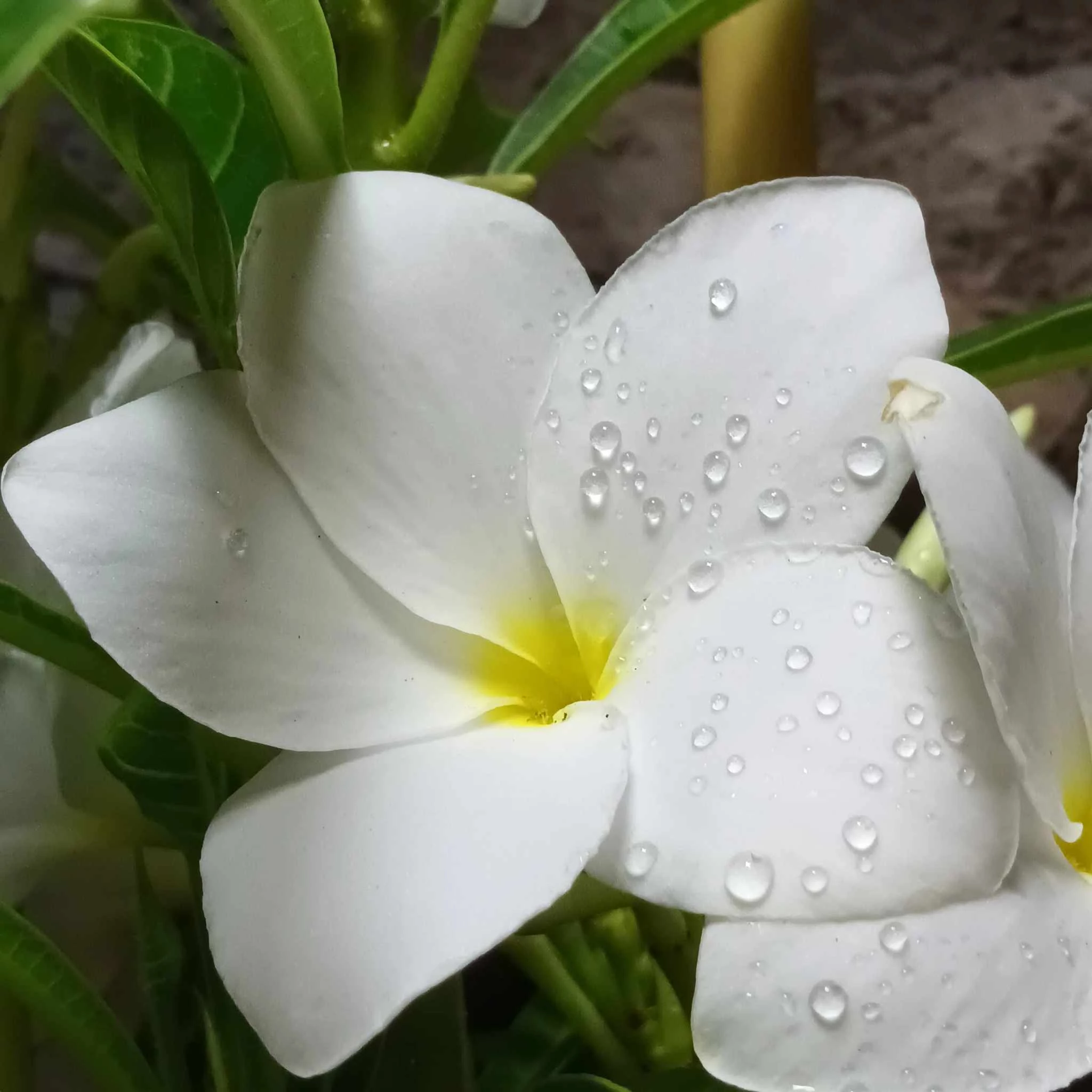 Plumeria 