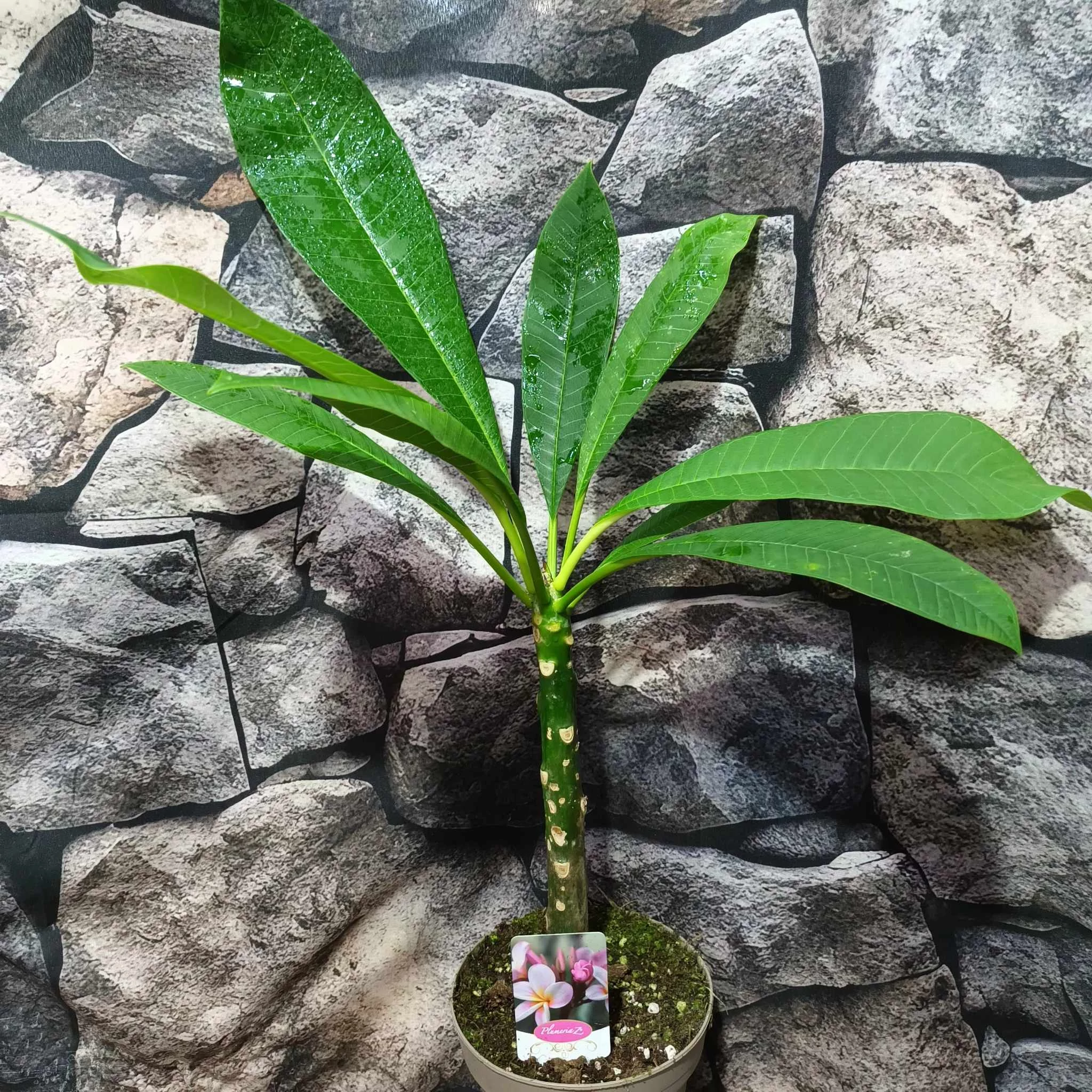 Plumeria bimbó nélkül, virág színe: világos rózsaszín