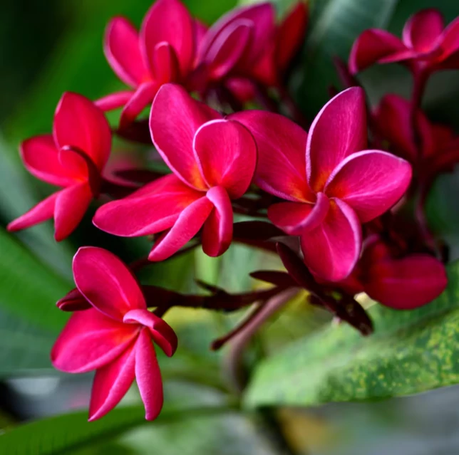 Plumeria több ágú bimbó nélkül, virág színe bordó (Plumeria bordeaux)