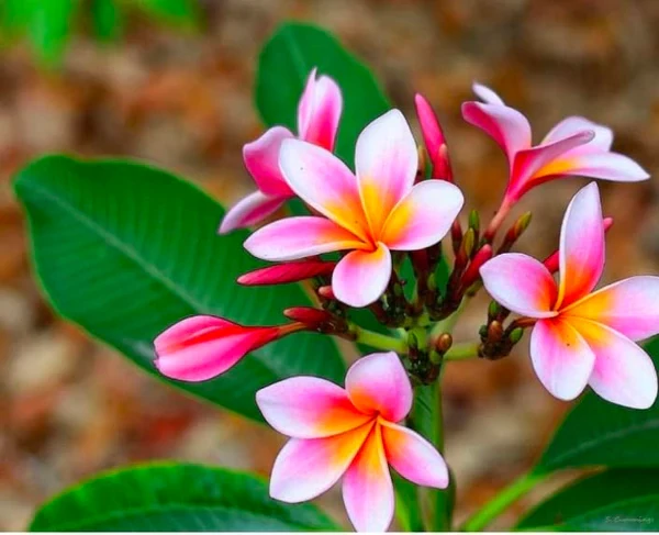 Plumeria több ágú bimbó nélkül, virág színe barack