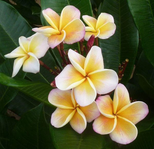 Plumeria rubra 'Chablis'