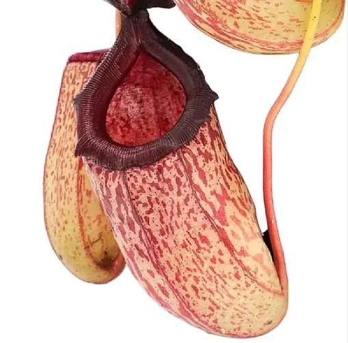 Nepenthes 'Sam'