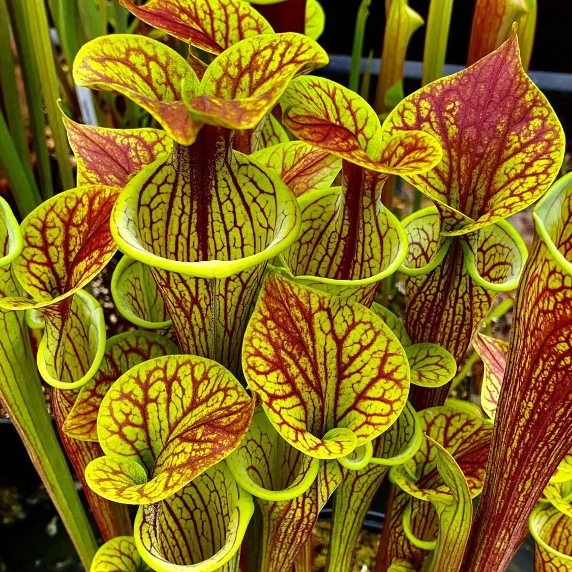Sarracenia - kürtvirág, rovaremésztő növény