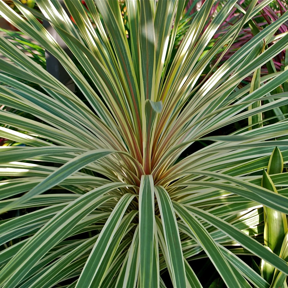 Cordyline australis ‘Variegata’