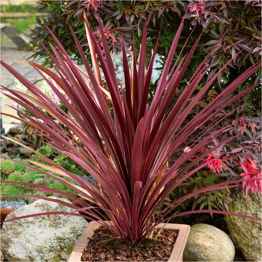 Cordyline australis 'Red Star' nagy
