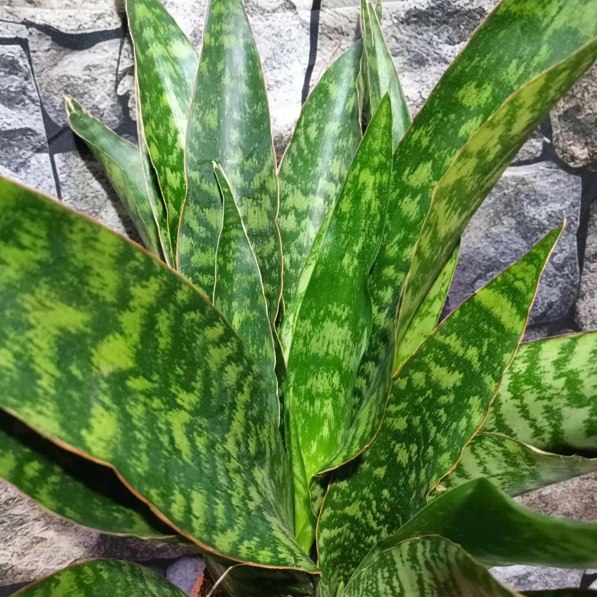Sansevieria aubrytiana 
