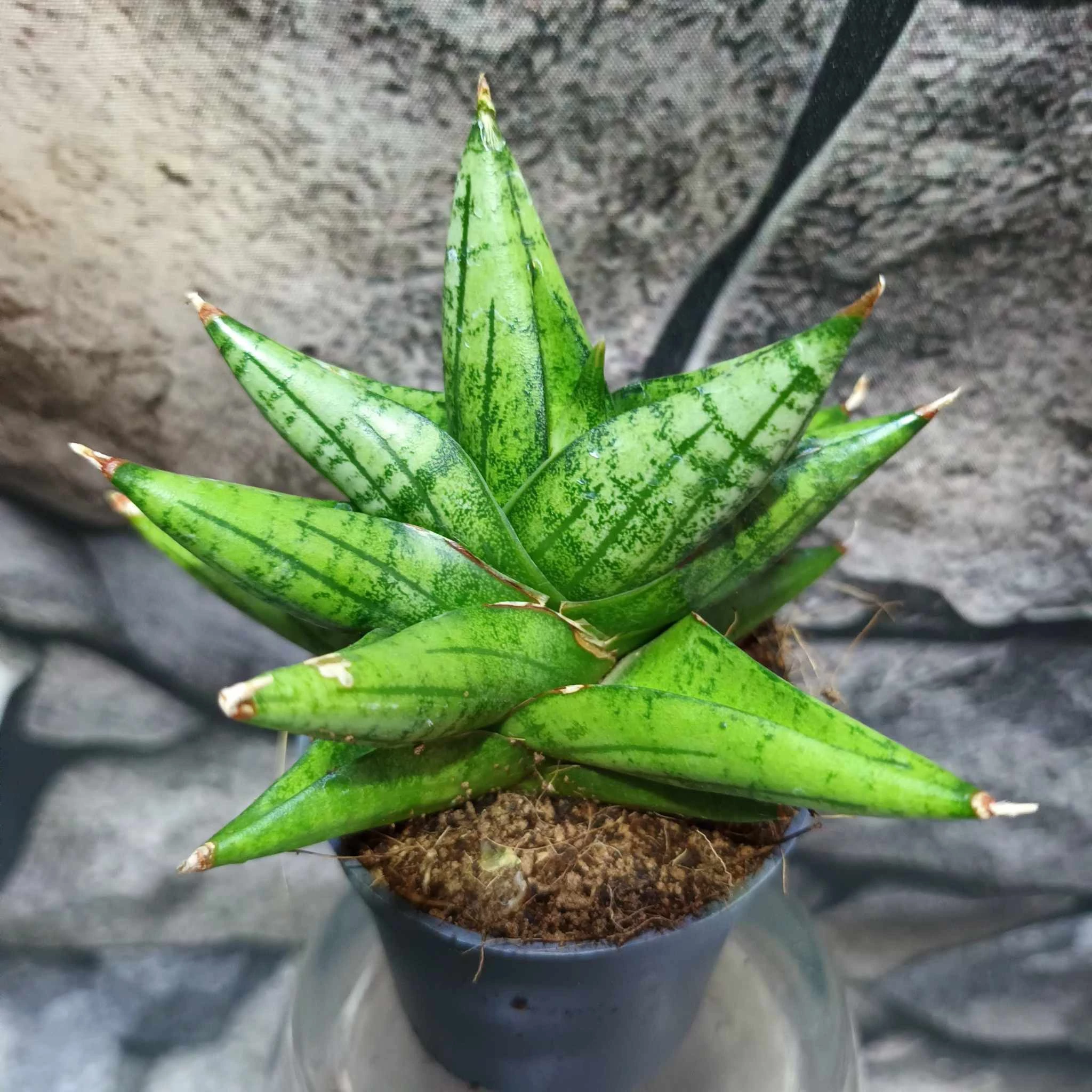 Sansevieria cylindrica Rocky Crown