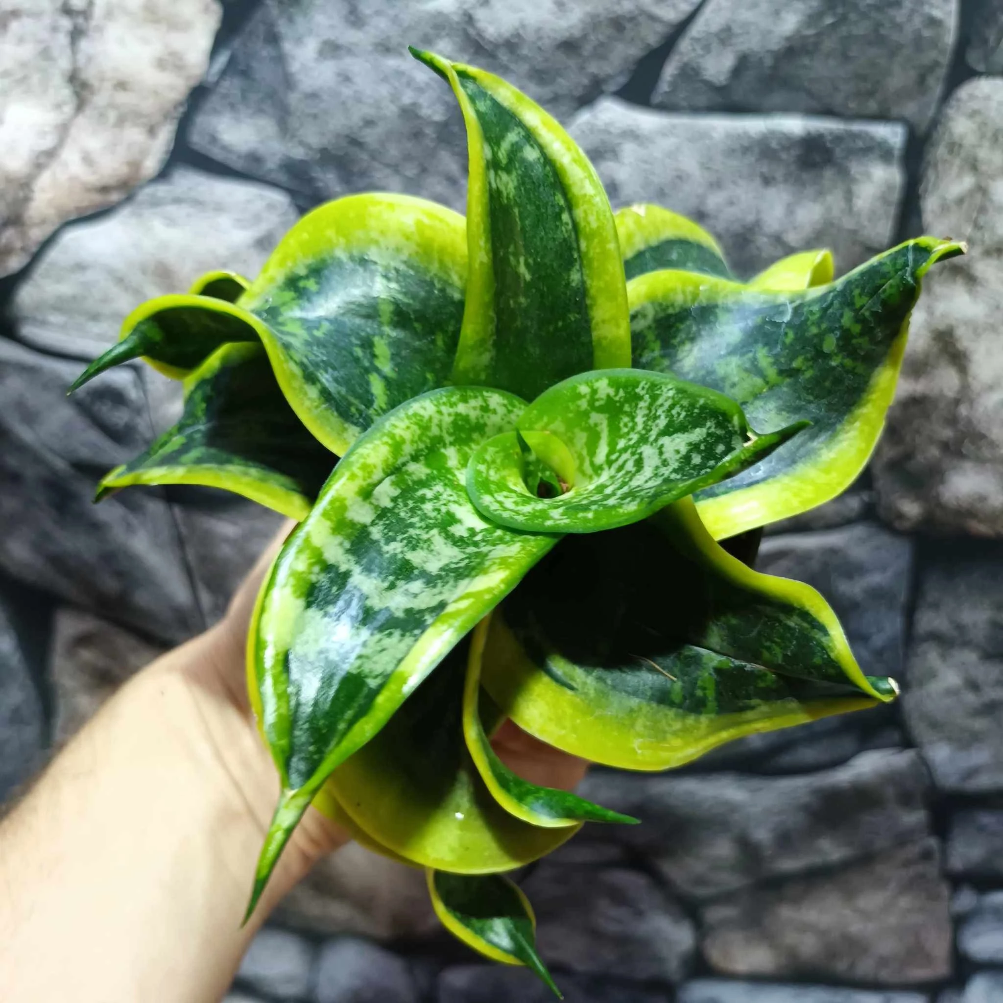 Sansevieria hahnii Tornado