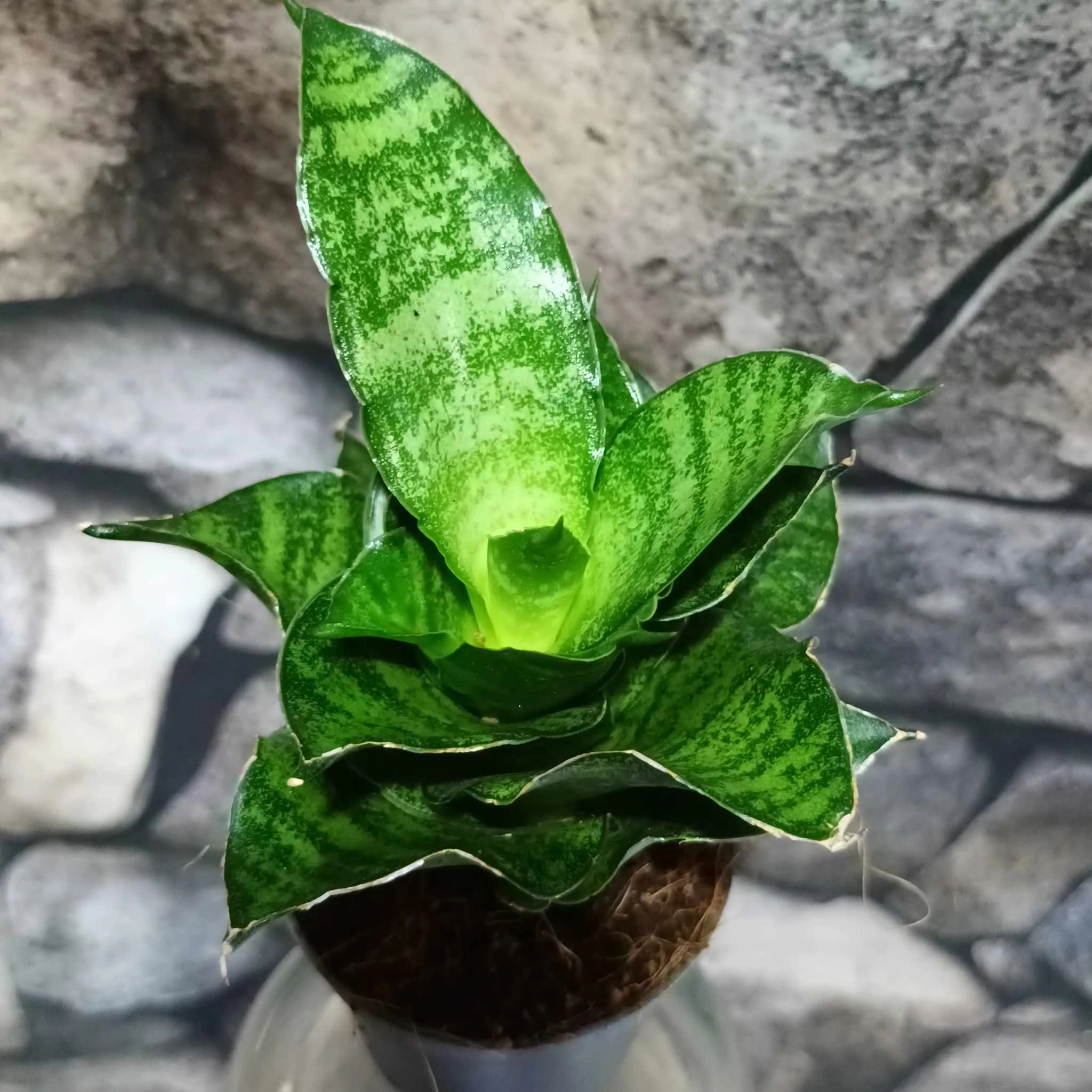 Sansevieria Mahanakorn