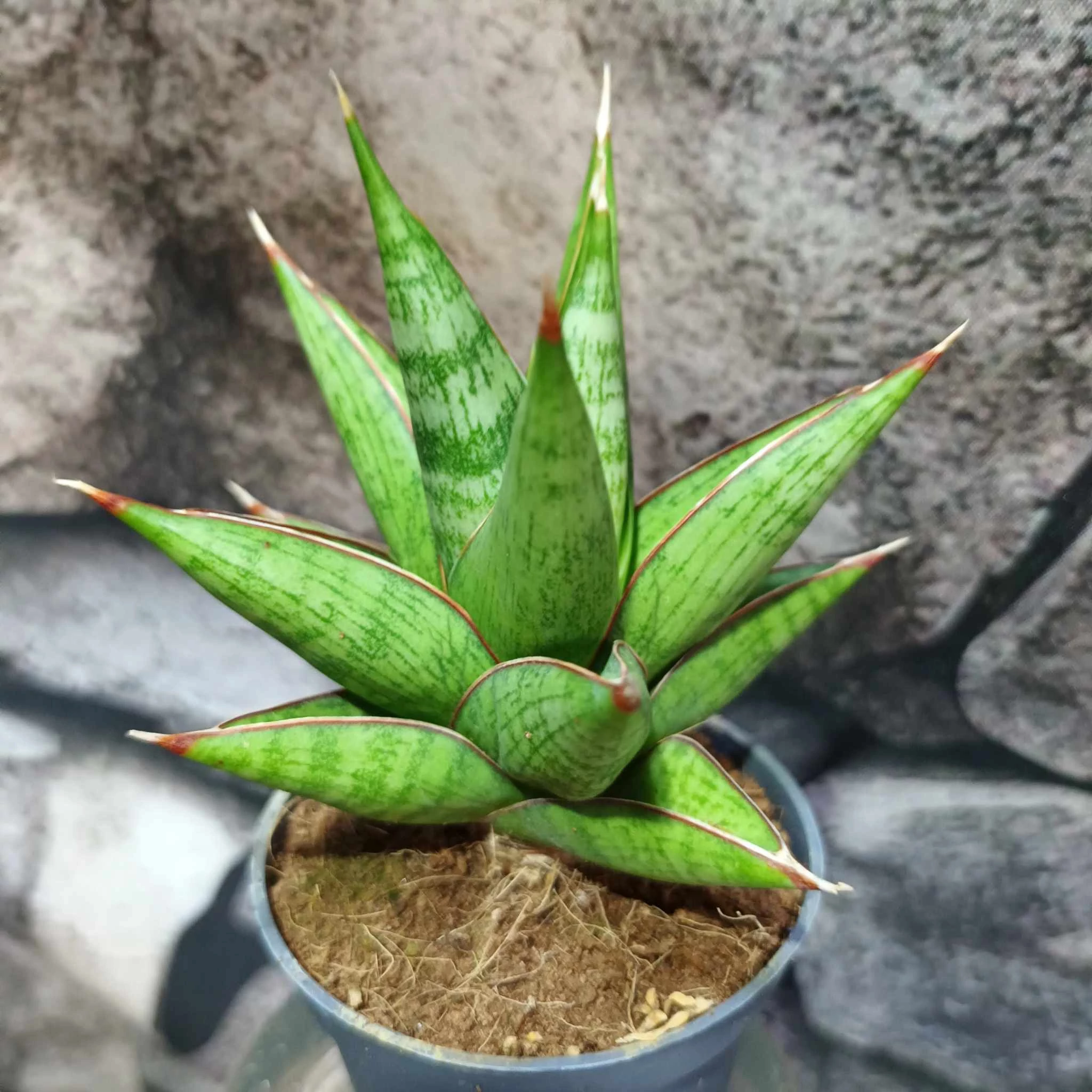 Sansevieria 'Jewel Crown'