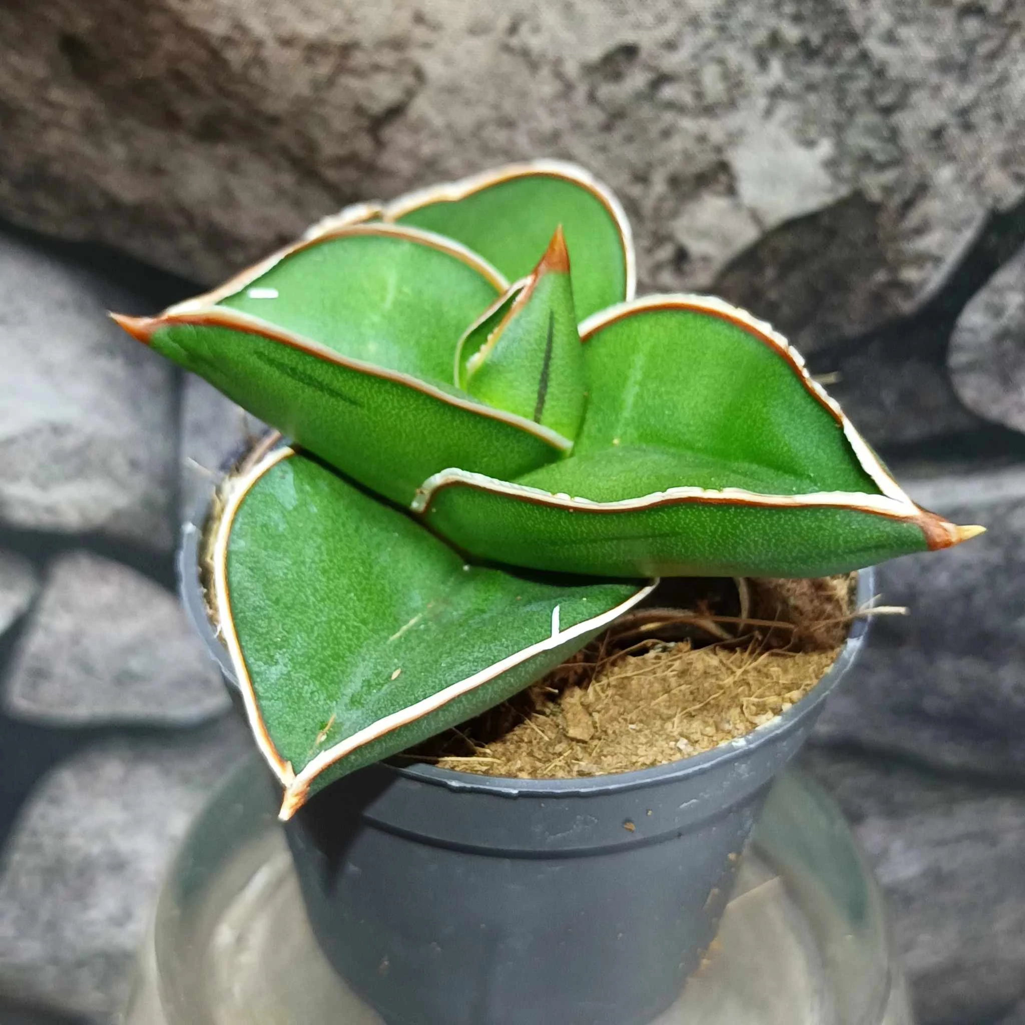 Sansevieria 'Samurai Dwarf'