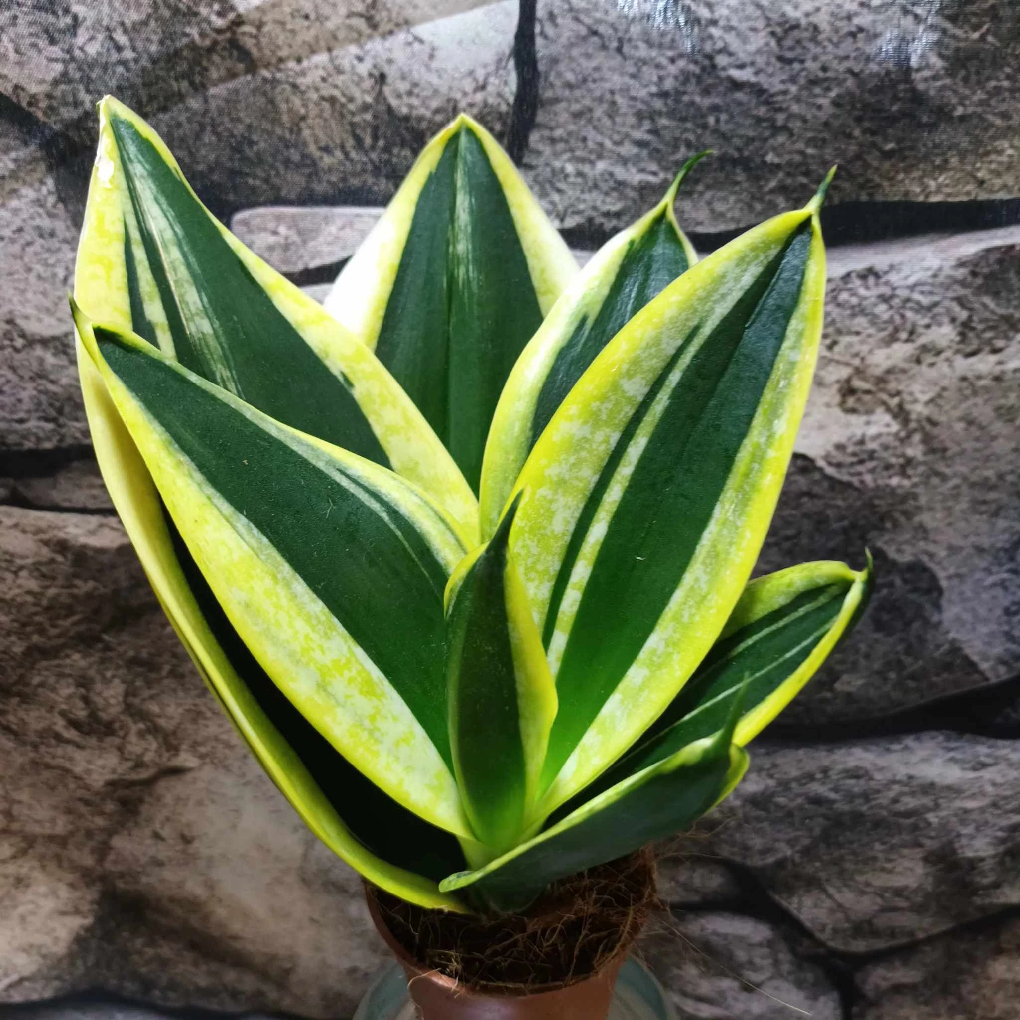 Sansevieria hahnii 'Jade Pagoda'