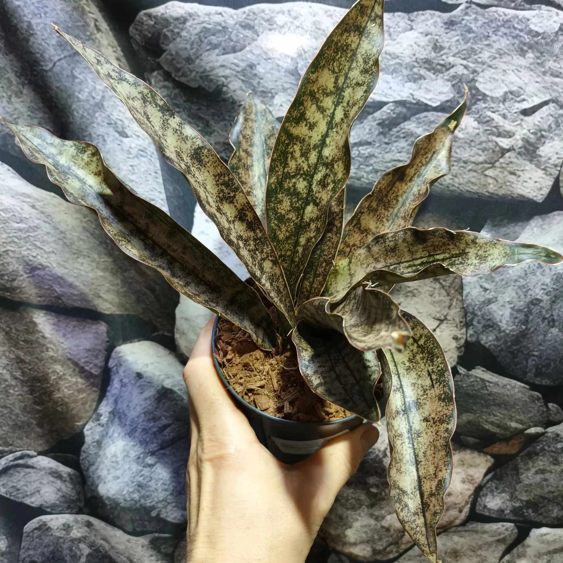 Sansevieria kirkii var. Pulchra