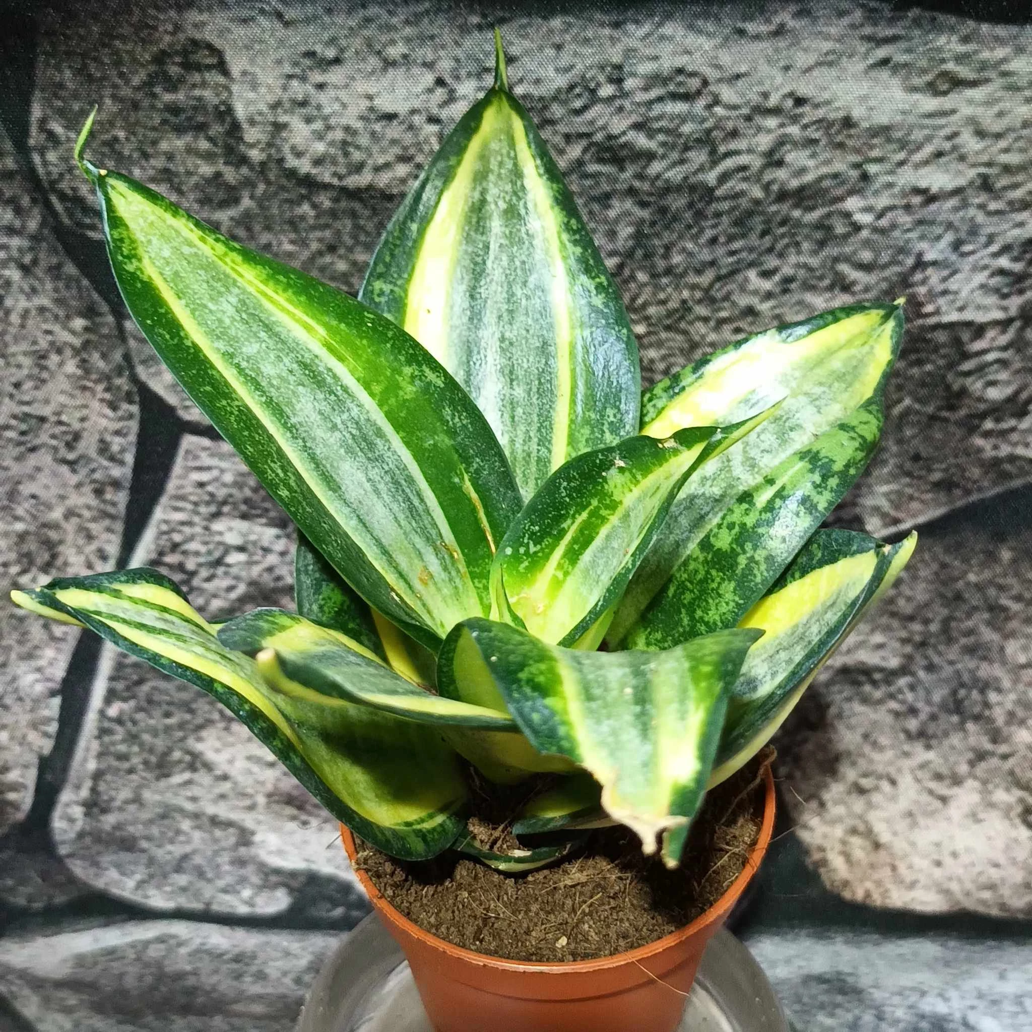 Sansevieria Golden hahnii
