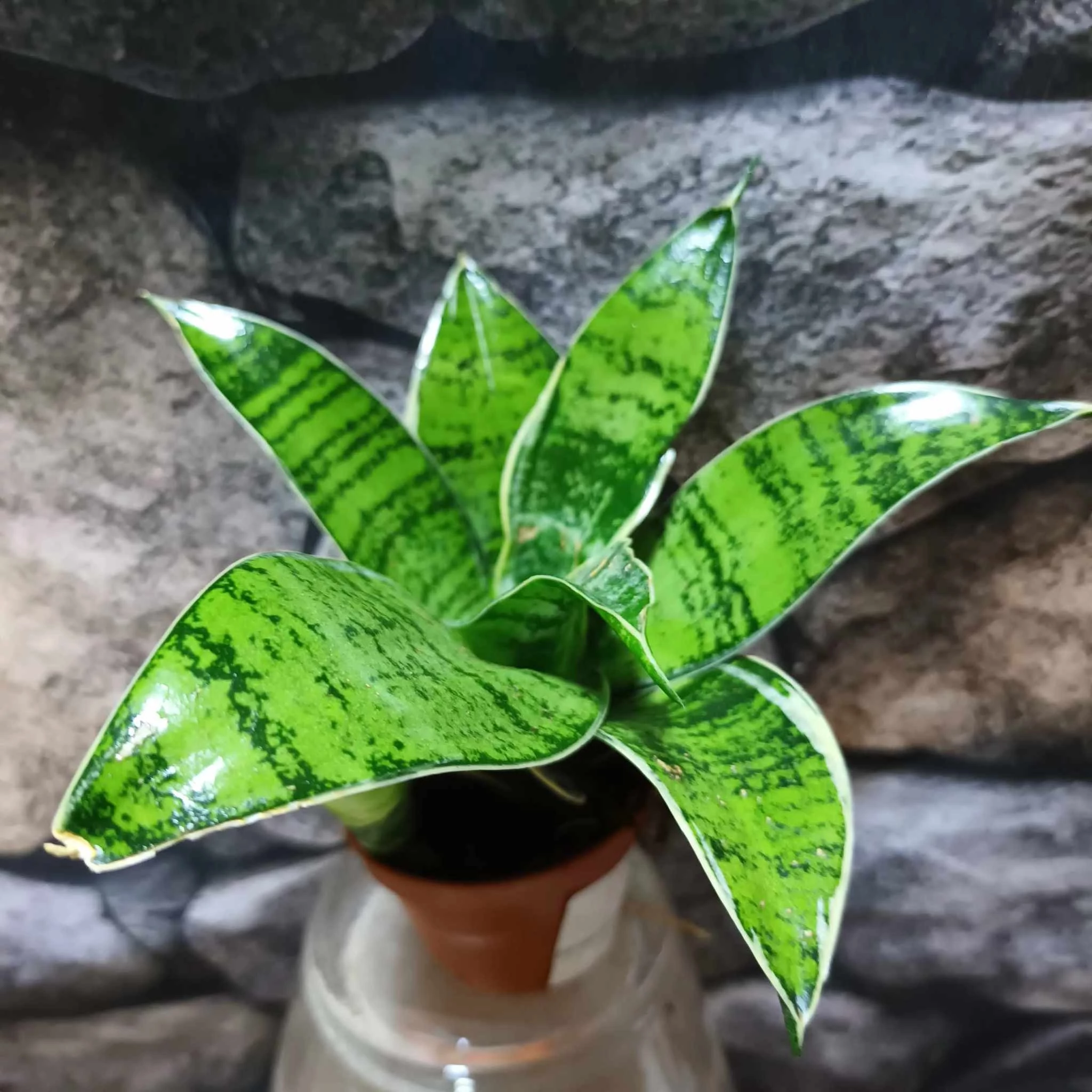 Sansevieria trifasciata Silver hahnii