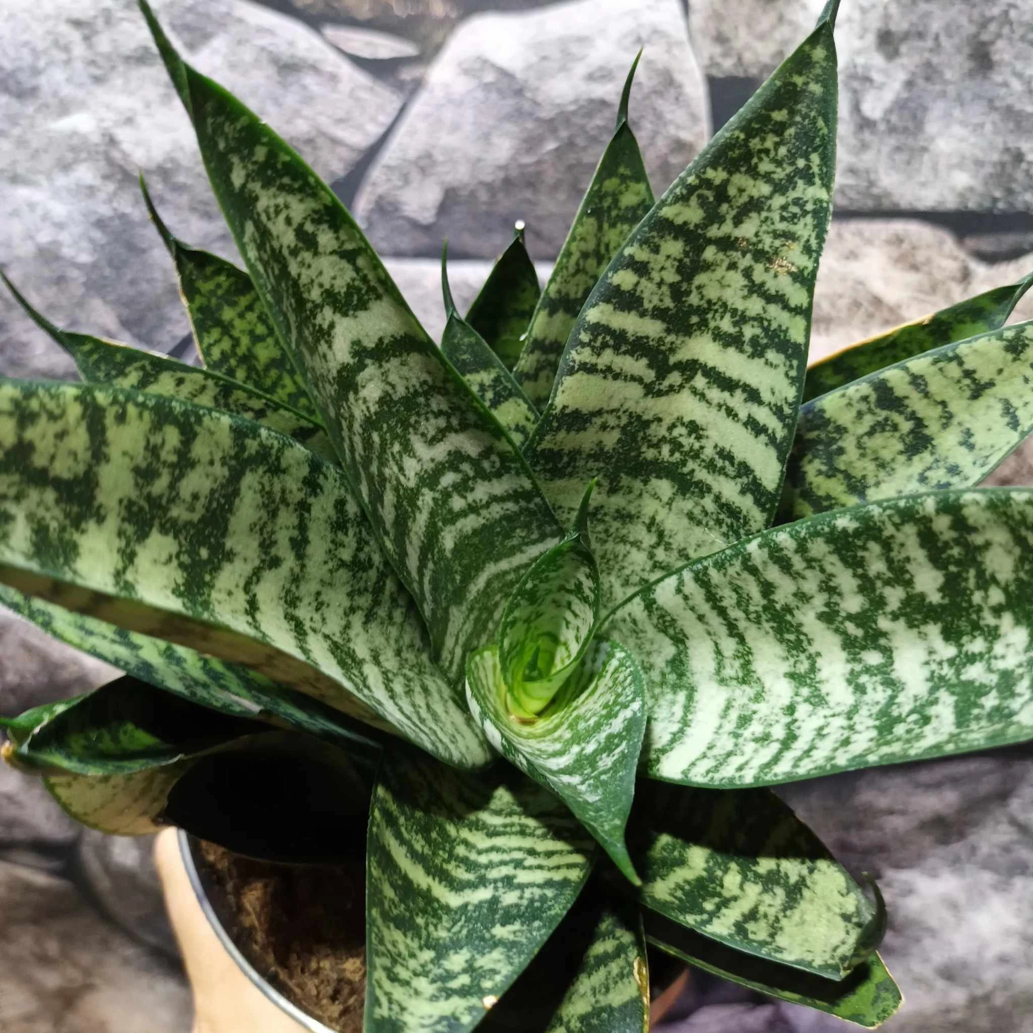 Sansevieria 'Star Ming Green Marble'