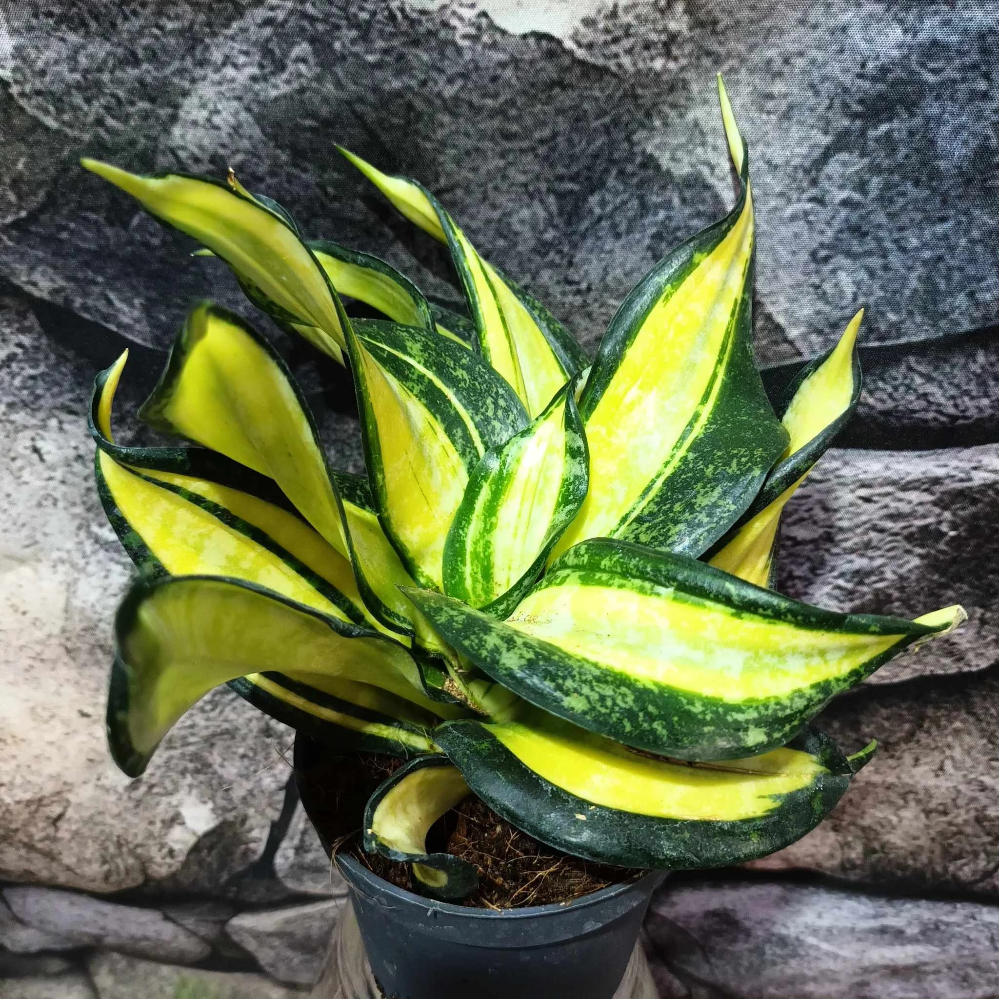 Sansevieria hahnii 'Curly Galaxy'