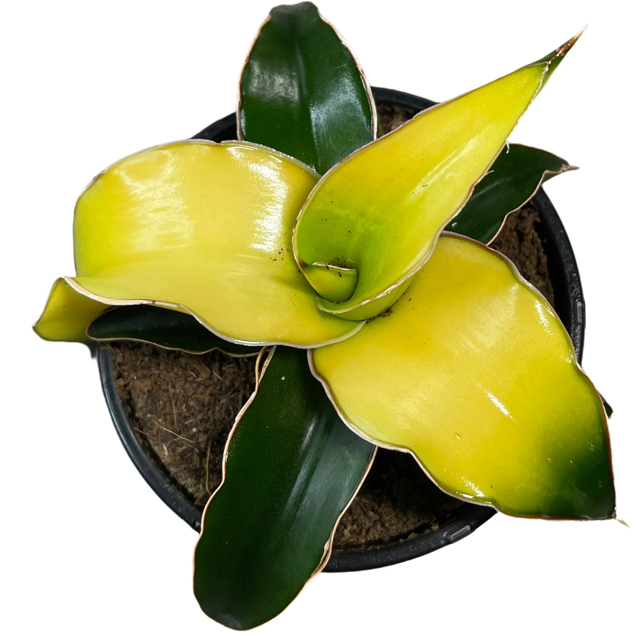 Sansevieria 'Star Canary'