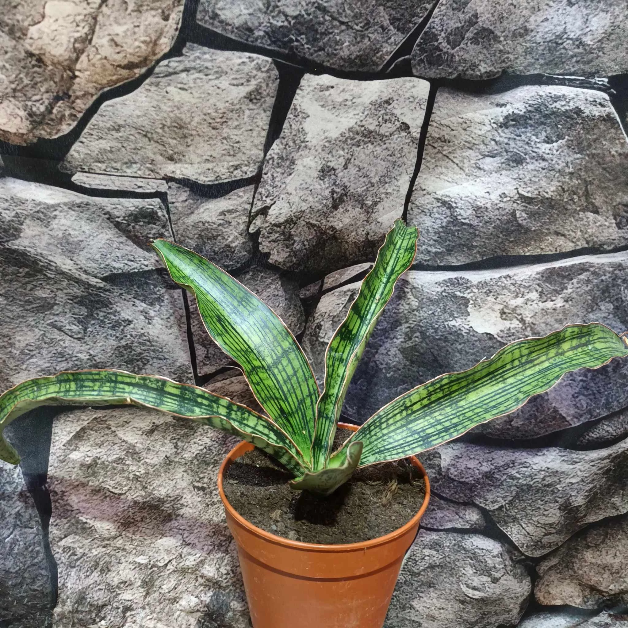 Sansevieria Cleopatra hybrid