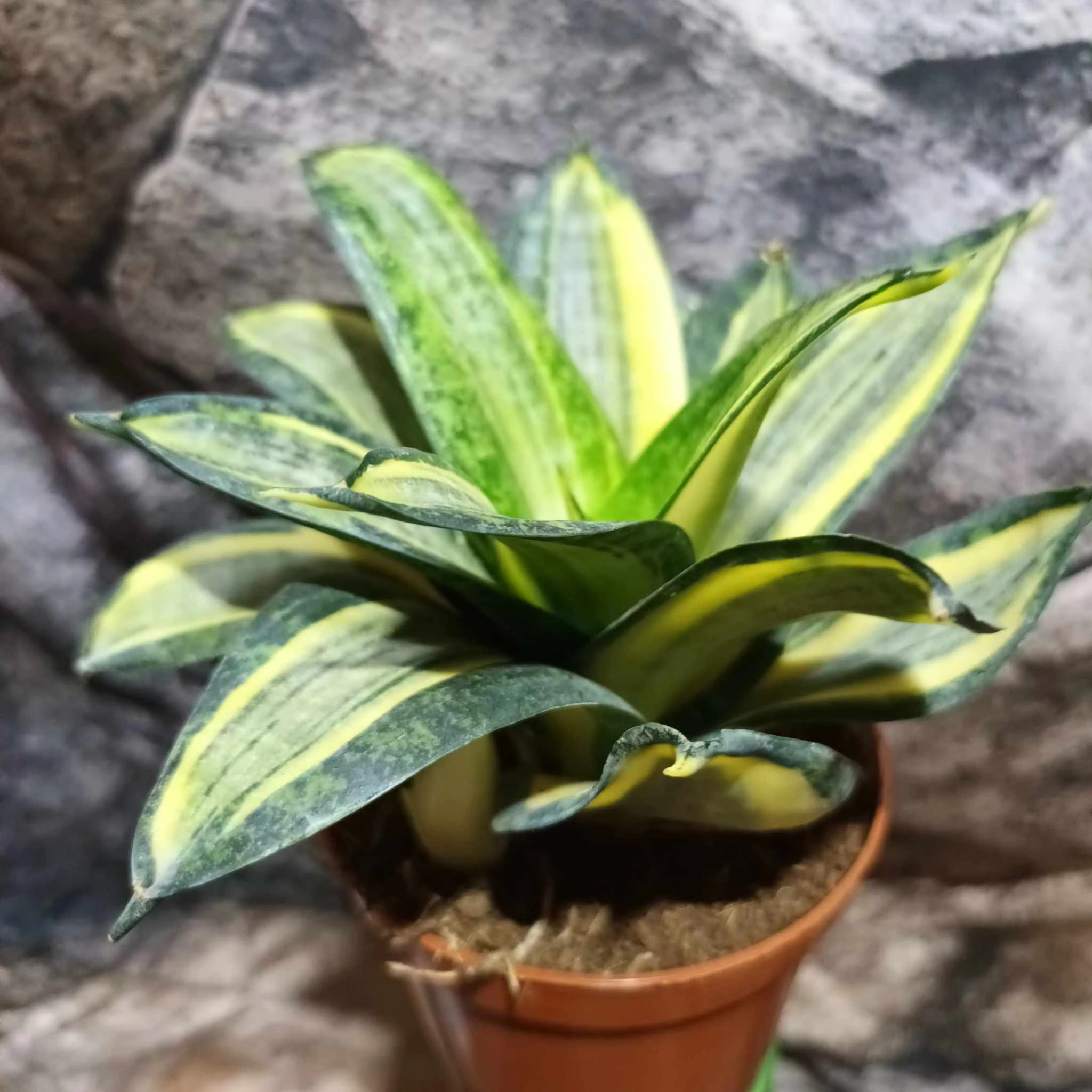 Sansevieria hahnii 'Radium'