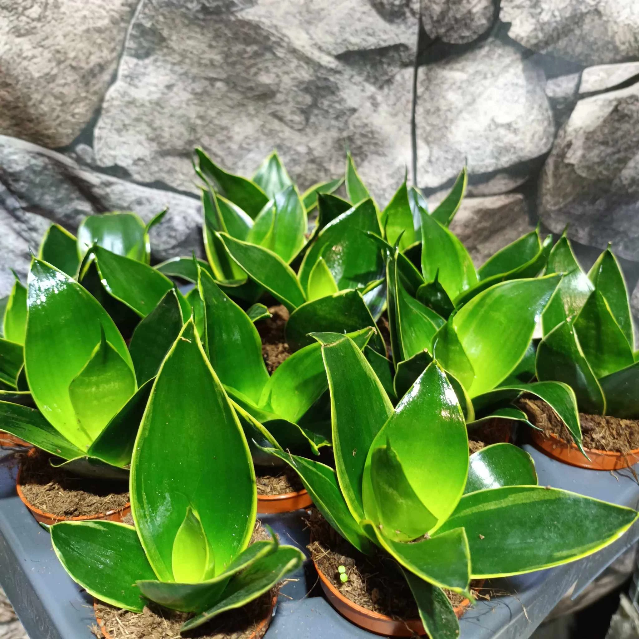 Sansevieria hahnii 'Emerald Star'