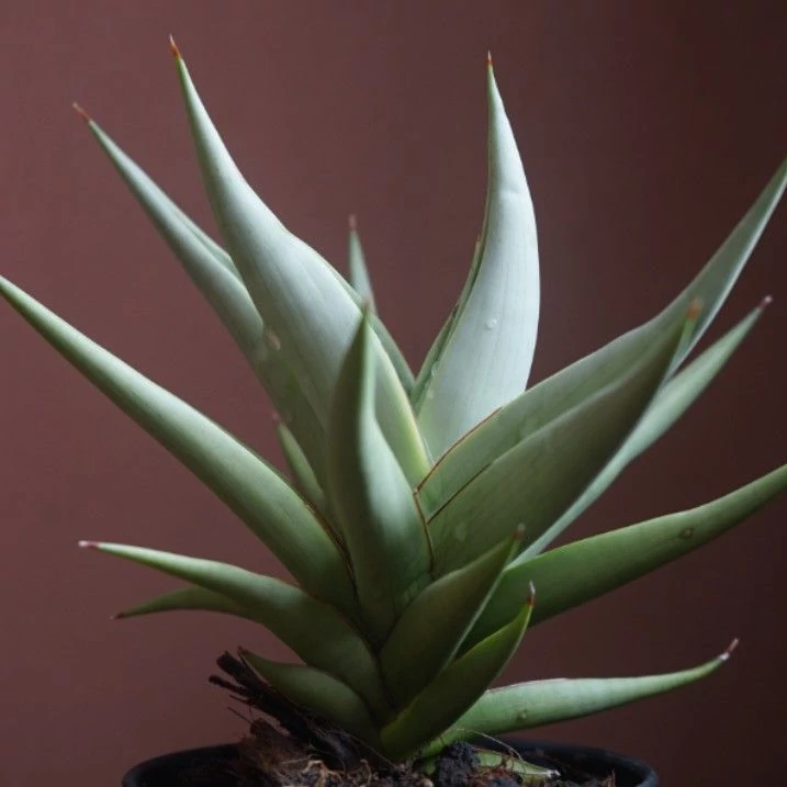 Sansevieria 'Chanin Crown'