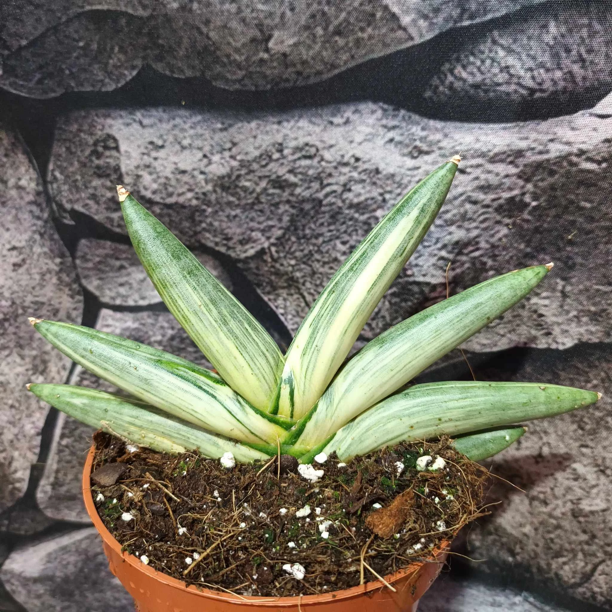 Sansevieria 'Boncel variegata'