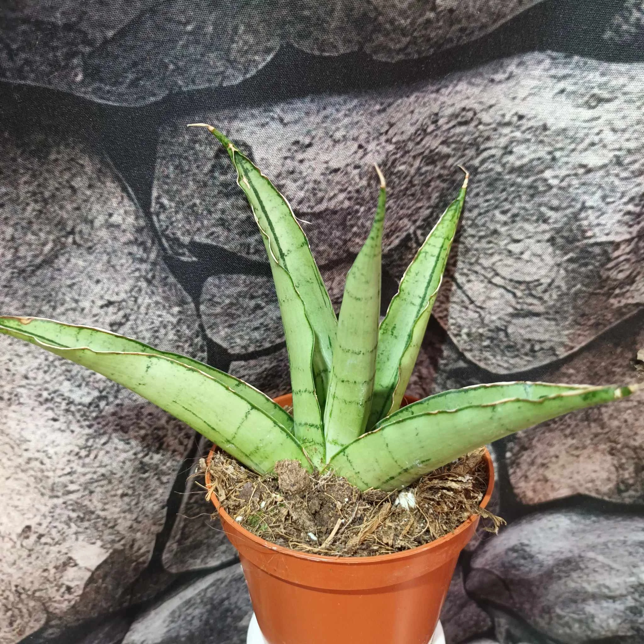 Sansevieria 'Himalayan'